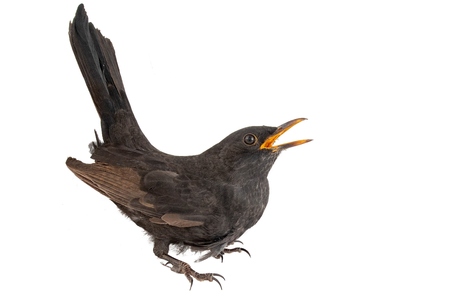 Blackbird isolated on white background. Male Eurasian Blackbird (Turdus merula).の写真素材