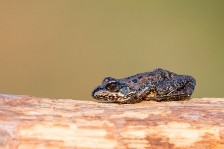 Small Green Marsh Frog (Pelophylax ridibundus) basking in the sun.の写真素材