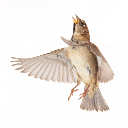 Male House Sparrow (passer domesticus) isolated on a white background. In flight.
