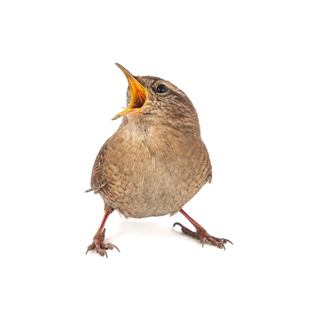 Eurasian Wren, Troglodytes troglodytes, isolated on white background