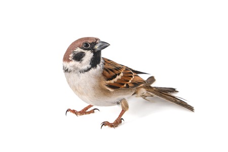 Eurasian Tree Sparrow, Passer montanus, isolated on white background,の写真素材