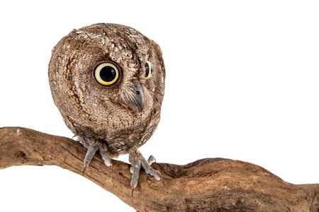 European scops owl, Otus scops, sitting on a stick. Isolated on white background.の写真素材