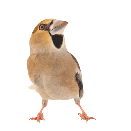 Hawfinch, Coccothraustes coccothraustes, isolated on white background Femaleの写真素材