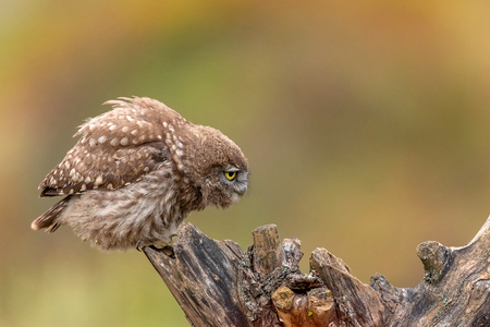Owl in natural habitat. Little owl, Athene noctua, sitting on a stick.の写真素材