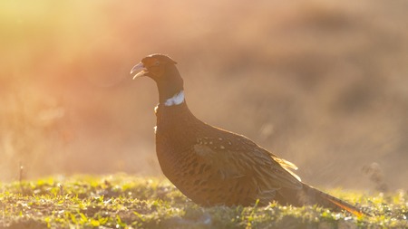 Ringnecked pheasant male, Phasianus colchicus, in beautiful light. Backlitの写真素材