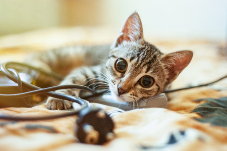 Cute cat lying on the bed and looking at the camera. Close up.