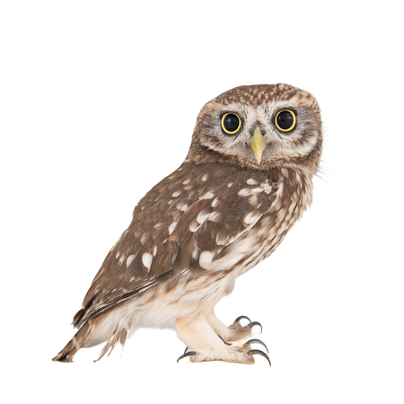 Little Owl, Athene noctua, isolated on white backgroundの写真素材