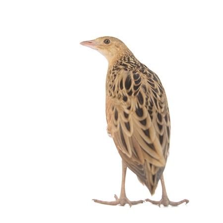 Corncrake or Landrail, Crex crex, isolated on white