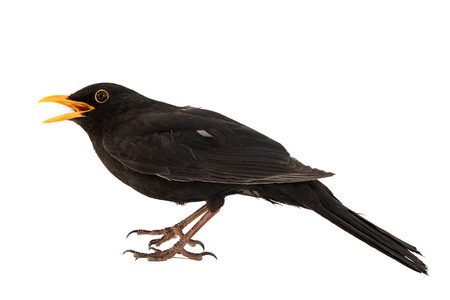 Blackbird, Turdus merula, isolated on white background.の写真素材