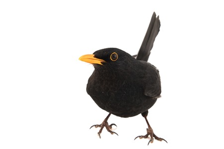 Blackbird, Turdus merula, isolated on white background.の写真素材