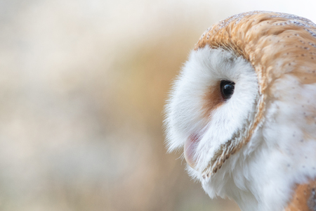 The Barn owl, Tyto alba, Close-up portrait.の写真素材