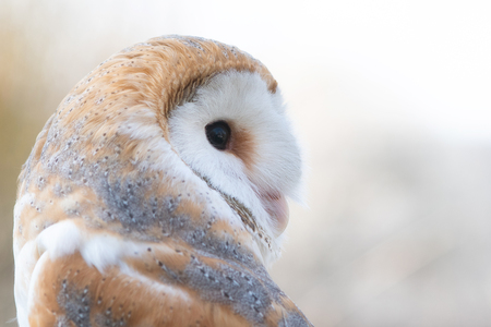 The Barn owl, Tyto alba, Close-up portrait.の写真素材