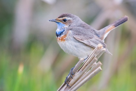 Bluethroat, Luscinia svecica, sits on the cane. Male.