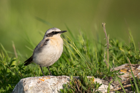 Northern Wheatear, Oenanthe oenanthe, sits on a stone on a beautiful green background.の写真素材