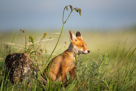 Fox cub. Young red Fox in grass near the stone.の写真素材