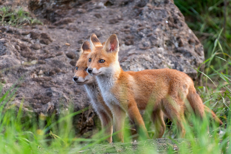 Two young red Foxes stands in the grass near his hole.の写真素材