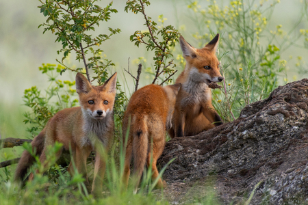 Young red Fox stands on a rock in the grass.の写真素材