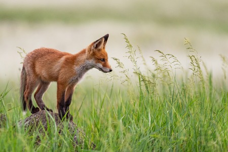 Young red Fox stands on a rock in the grass.