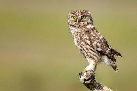 Little owl, Athene noctua, stands on a stick on a beautiful background.の写真素材