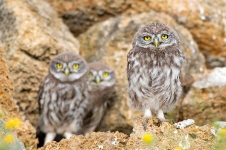 Three young Little owl, Athene noctua, stand on the stones near the hole.
