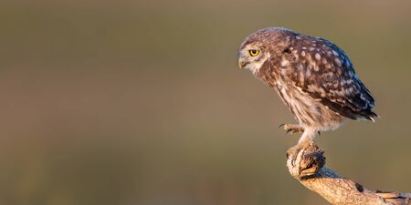 Young Little owl, Athene noctua, stands on a stick on a beautiful backgroundの写真素材