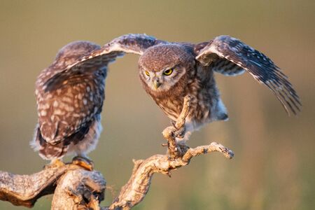 Two Young Little owl, Athene noctua, stands on a stick with open wings