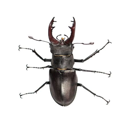 Stag beetle, Lucanus cervus, isolated on white. Closeup, Top viewの写真素材