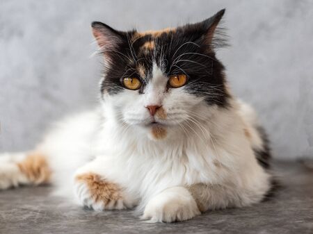 Cute fluffy cat with orange eyes on grey backgroundの写真素材