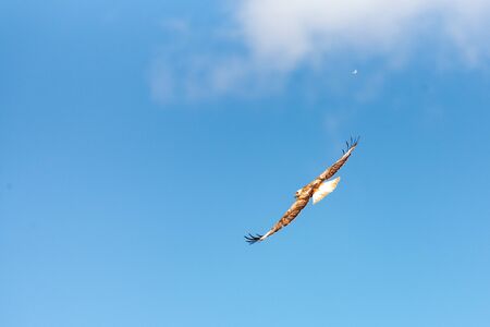 Buzzard in flight against the sky, Buteo rufinus