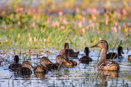 Wild Mallard duck with Ducklings swim in pond, Anas platyrhynchosの写真素材