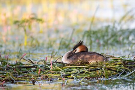 Great Crested Grebe, Podiceps cristatus, water bird sitting on the nest