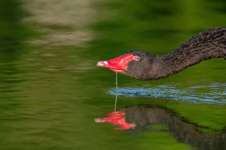 Black swan drinks water. Cygnus atratus. CLose Up.