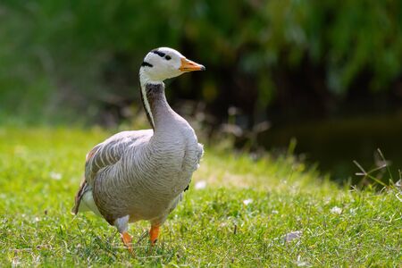 Bar-headed goose, Anser indicus, single bird on the grass.の写真素材