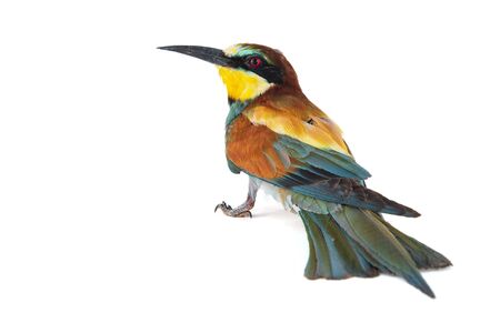 European bee eater, Merops apiaster, isolated on white background.の写真素材