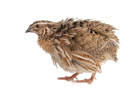 Wild quail, Coturnix coturnix, isolated on a white background.の写真素材