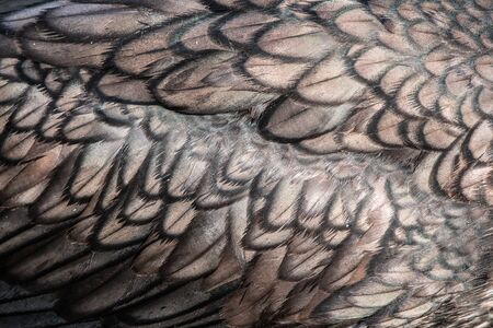 Great Cormorant feathers as a background. macro.