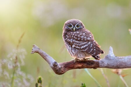 Young Little owl, Athene noctua,sitting on a stick against a blurred natural background. With copy space.の写真素材