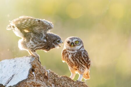 Two Little owls, Athene noctua, stand on the stone against a blurred natural background. With copy space.の写真素材