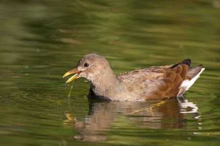 Young Common Moorhen feeds on the lake, Gallinula chloropus