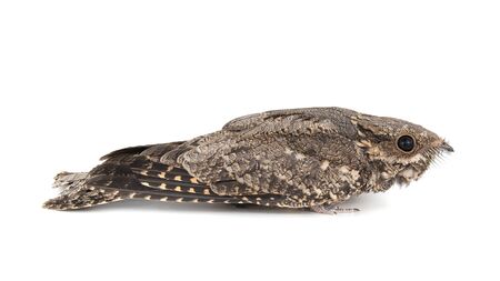 European Nightjar, Caprimulgus europaeus, in front, isolated on white background
