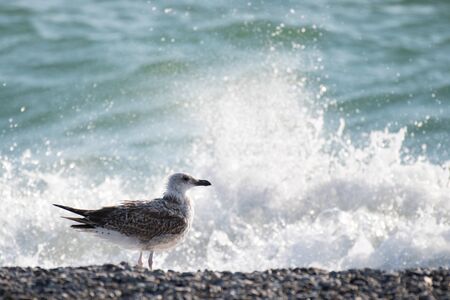 Large Black Sea seagulls stands on the shore against the background of sea spray. Larus cachinnans