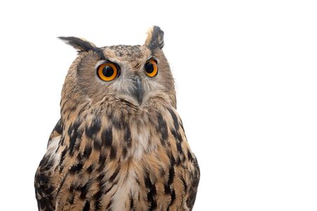 Portrait of the Eurasian Eagle Owl, bubo bubo. CLose upの写真素材