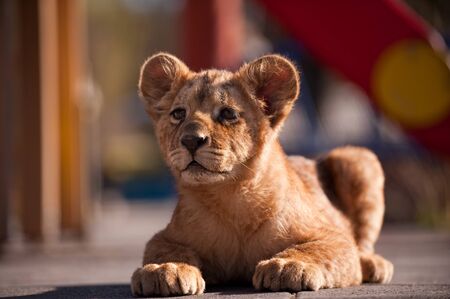 Portrait of beautiful little lion cub in zoo.