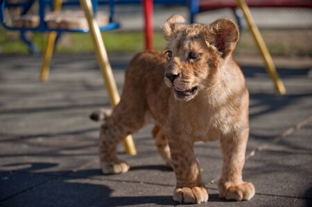 Portrait of beautiful little lion cub in zoo.の写真素材