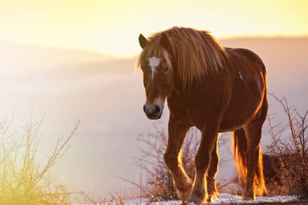 Brown horse on pasture in beautiful warm sunlight rays.の写真素材