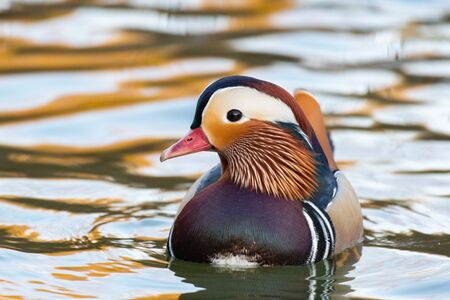 Closeup of male mandarin duck swimming, Aix galericulata.