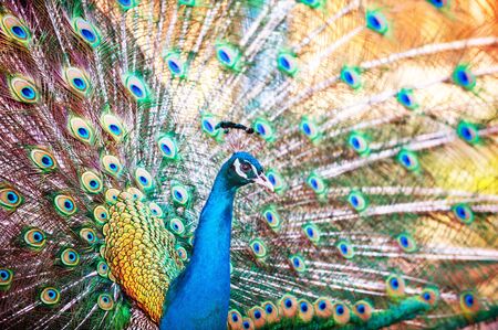 A beautiful male peacock with expanded feathers.の写真素材