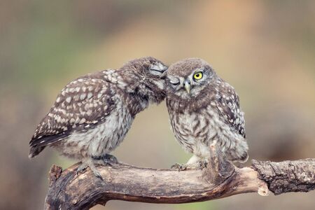 Two young Little owls, Athene noctua, sitting on a stick pressed against each other.の写真素材