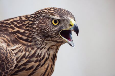 Close-up portrait of a Northern Goshawk, Accipiter gentilis.の写真素材