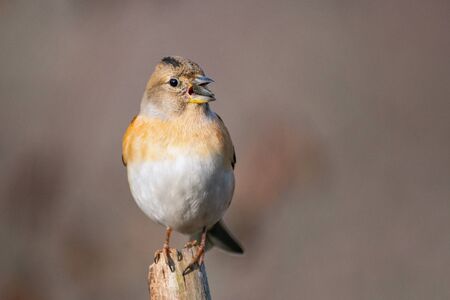 Brambling, Fringilla montifringilla, sitting on a stick with a seed in its beak on a beautiful background.の写真素材